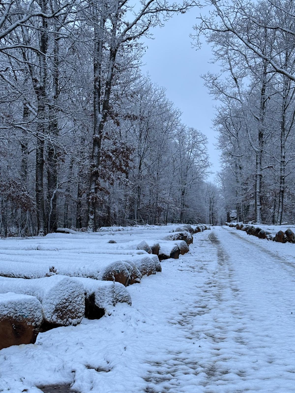 Chantier Bretagne - Bois Gestion