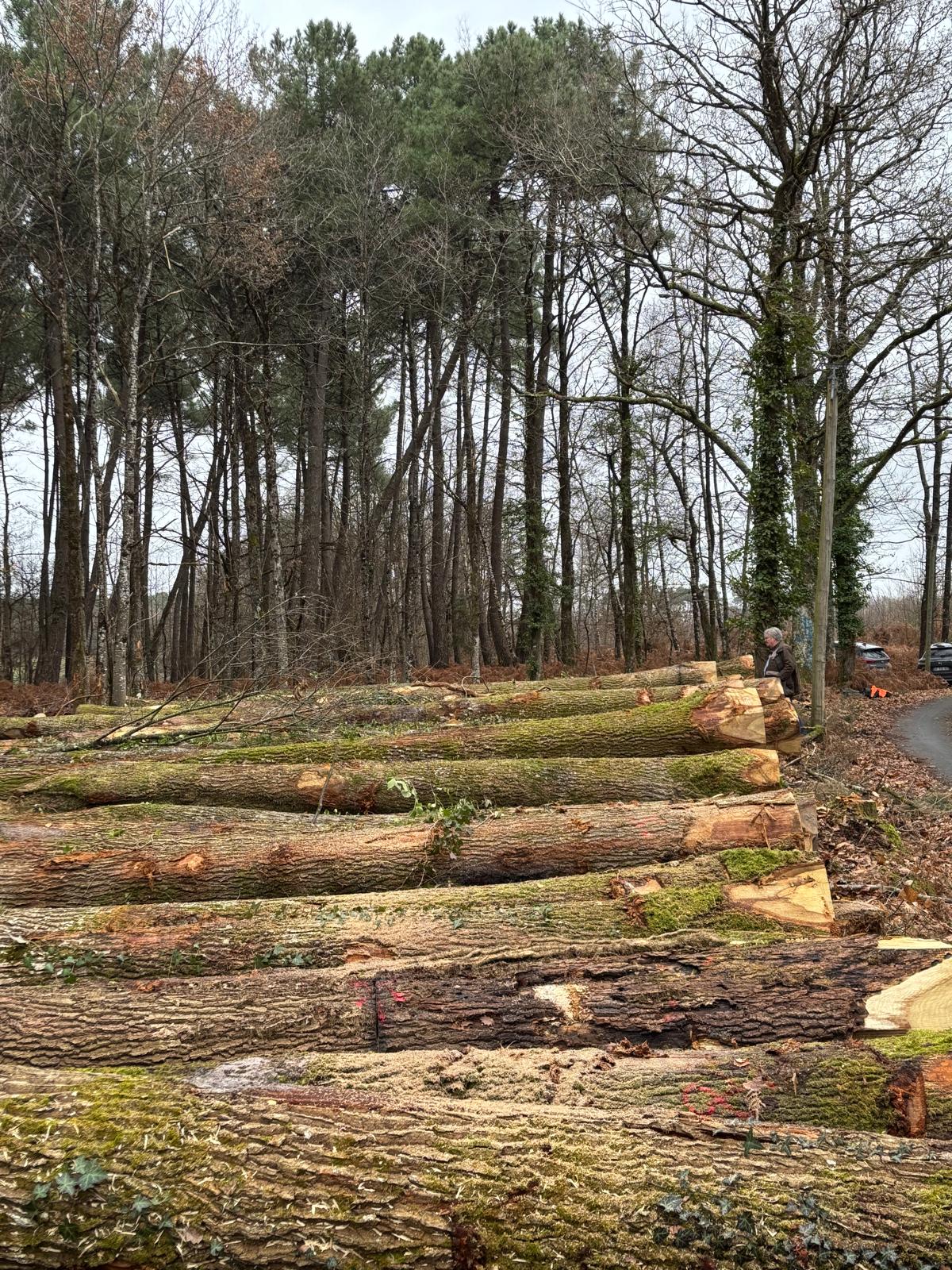Exploitation forestière - Bois Gestion