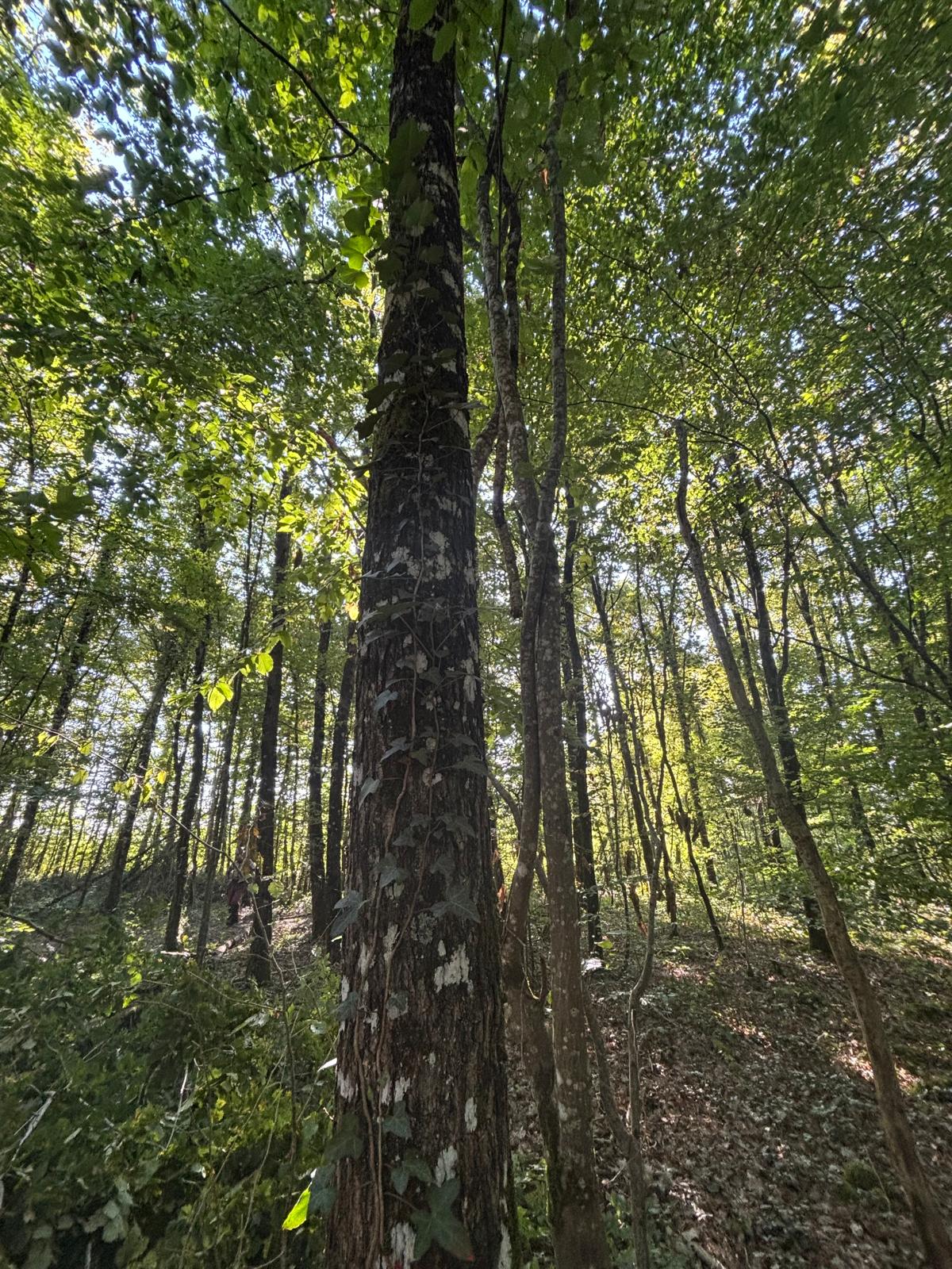 Équipe Bois Gestion au travail