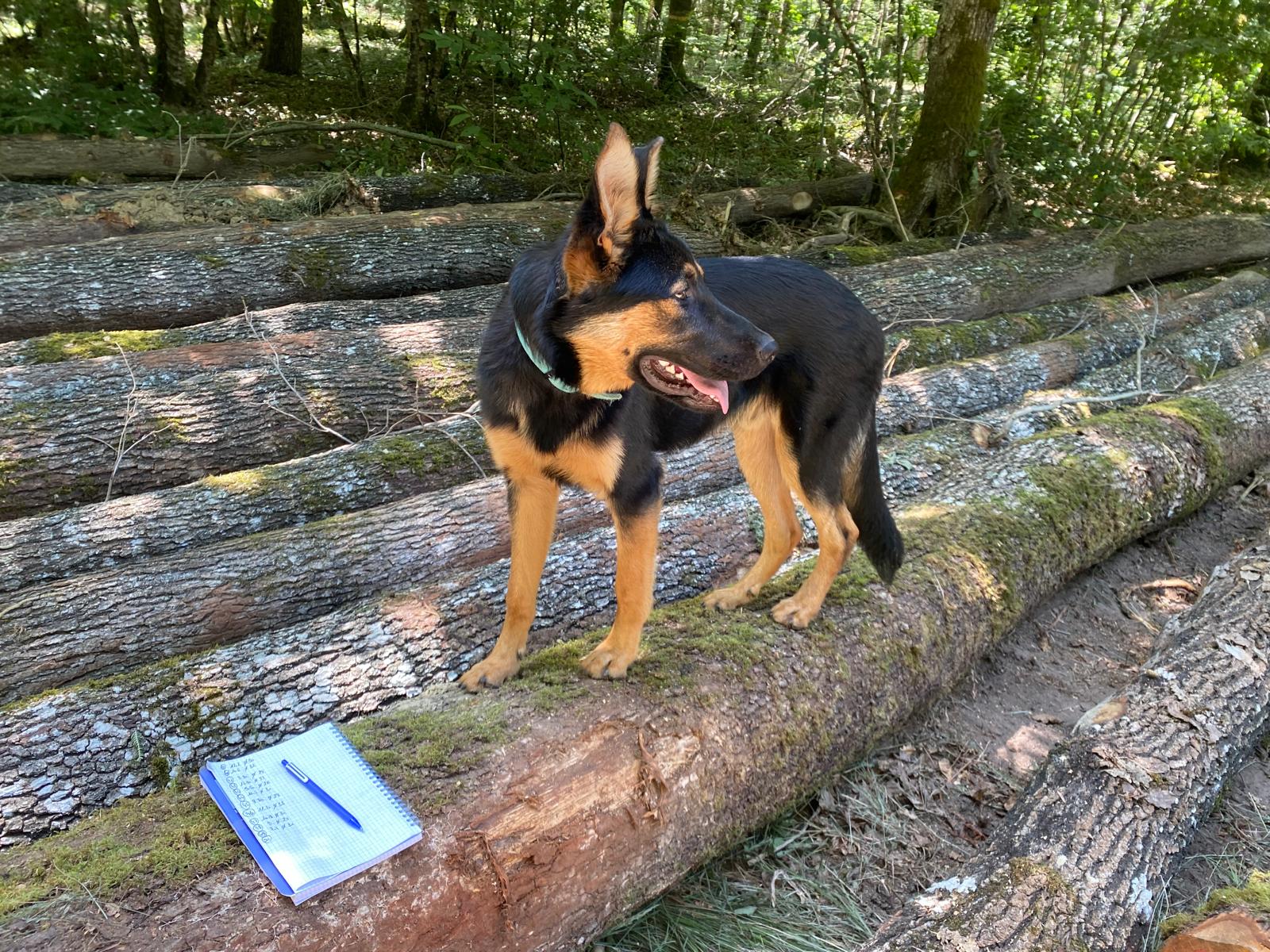 Stock bois de chauffage