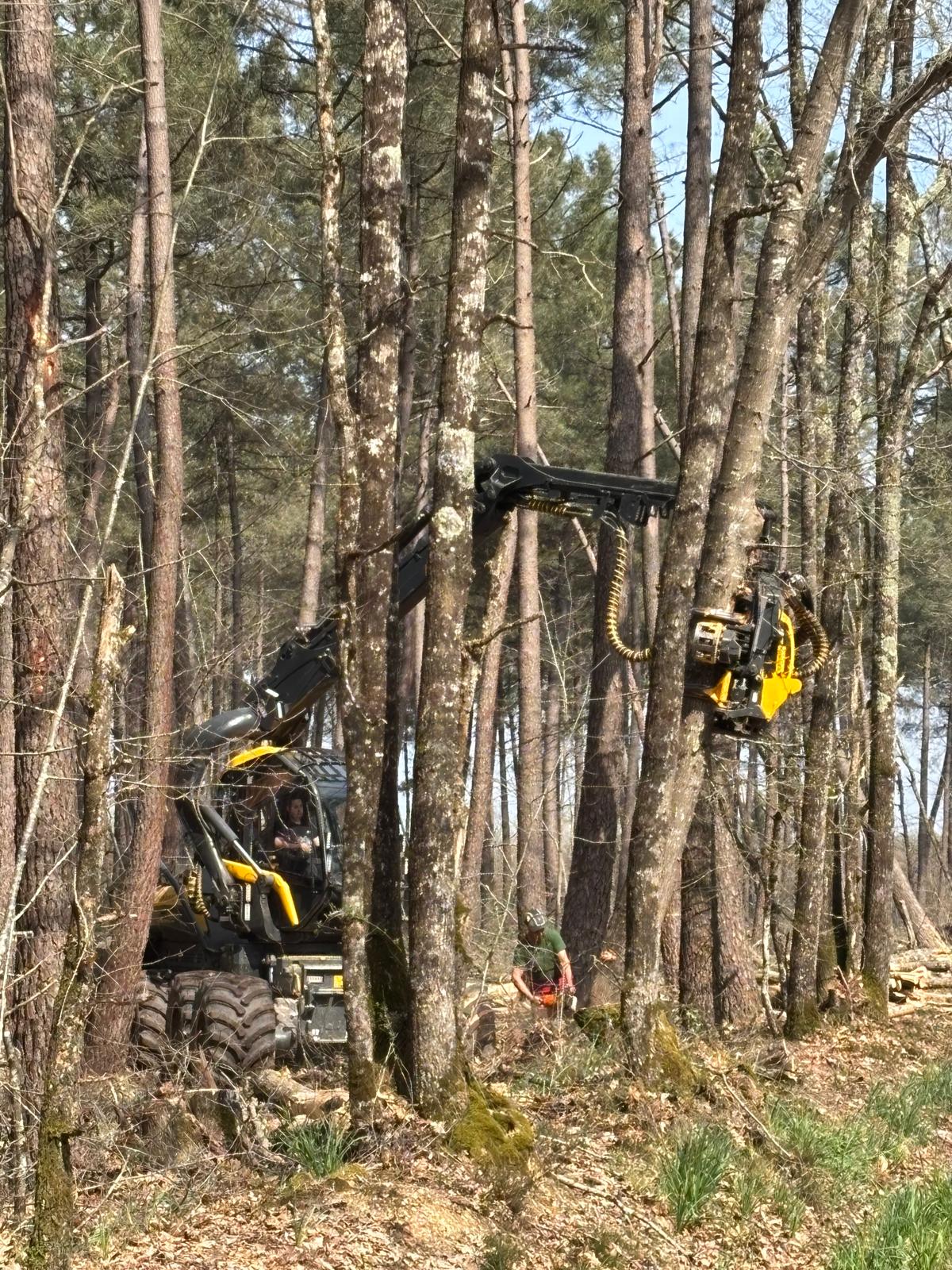 Stock bois de chauffage